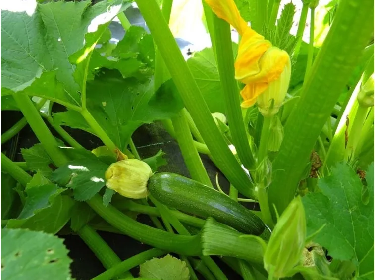 pianta zucchine