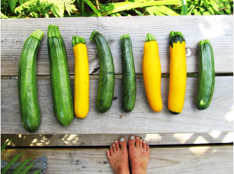 varietà zucchine