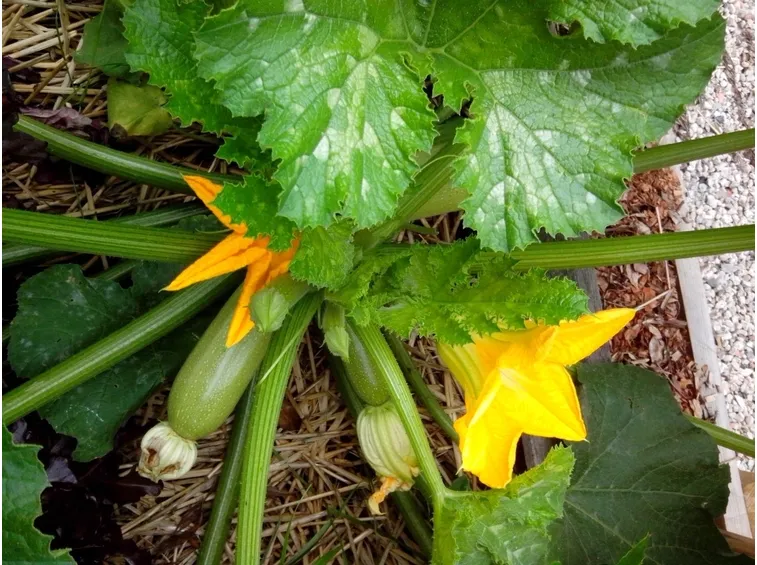 pianta zucchino