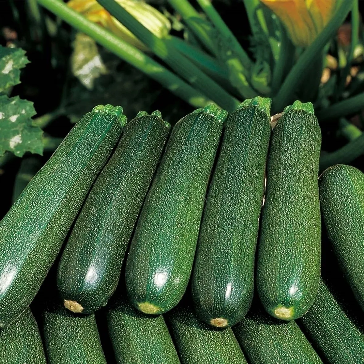 zucchine