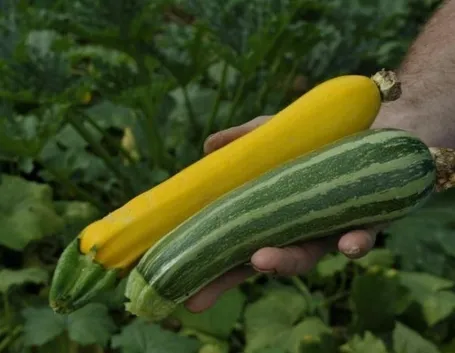Zucchina gialla e verde