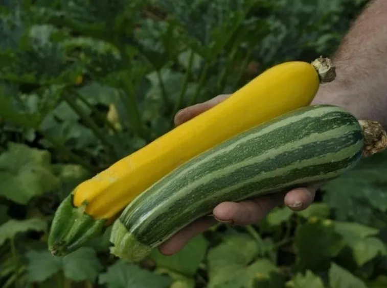 Zucchina gialla e verde