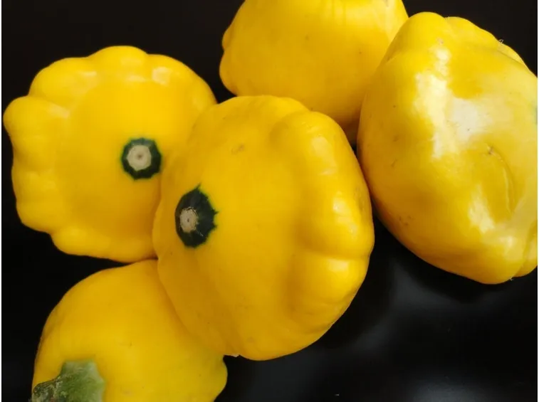 Patisson giallo