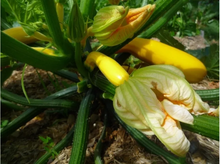 Zucchine gialle pronte da raccogliere