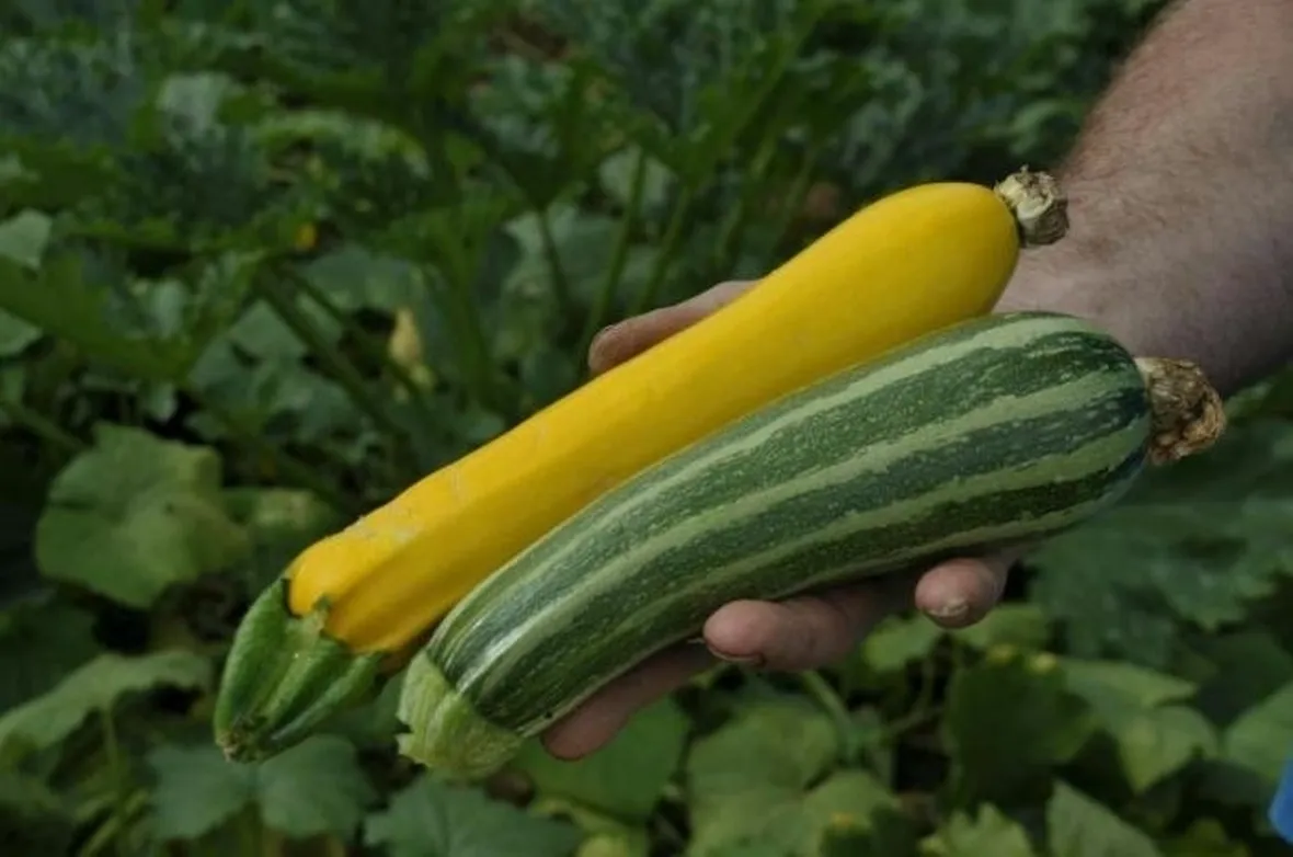 Zucchina gialla e verde