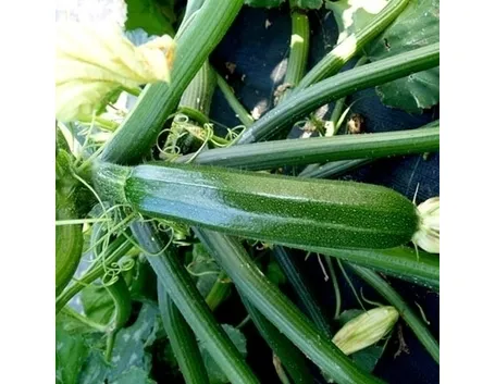 Zucchino