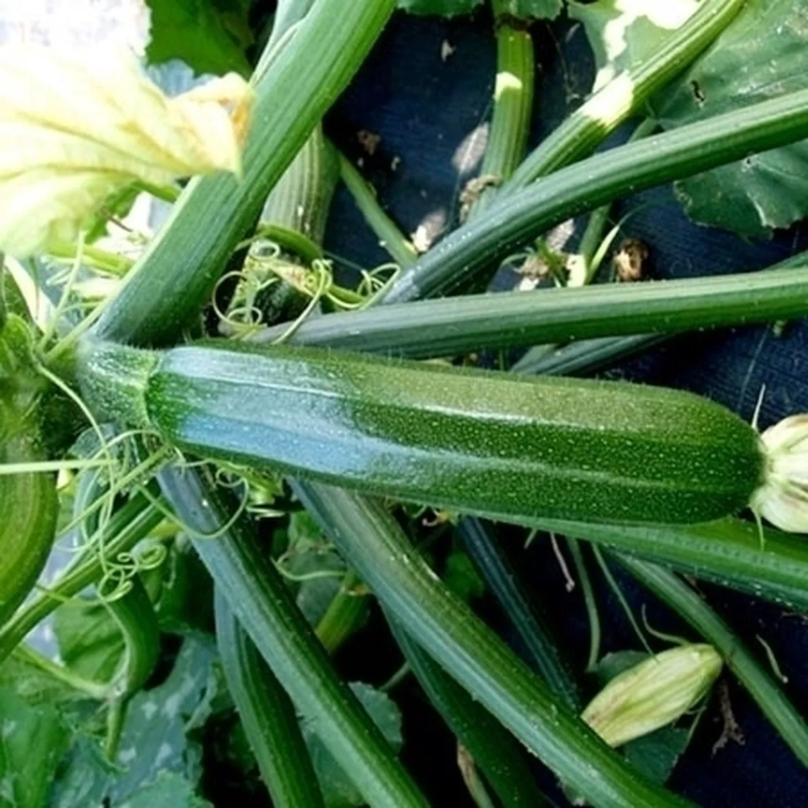 Zucchino