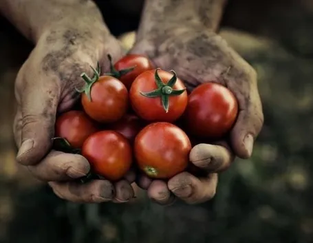 pomodori da agricoltura biologica