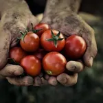 pomodori da agricoltura biologica