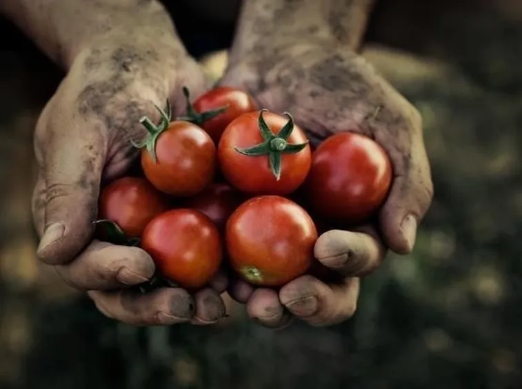 pomodori da agricoltura biologica