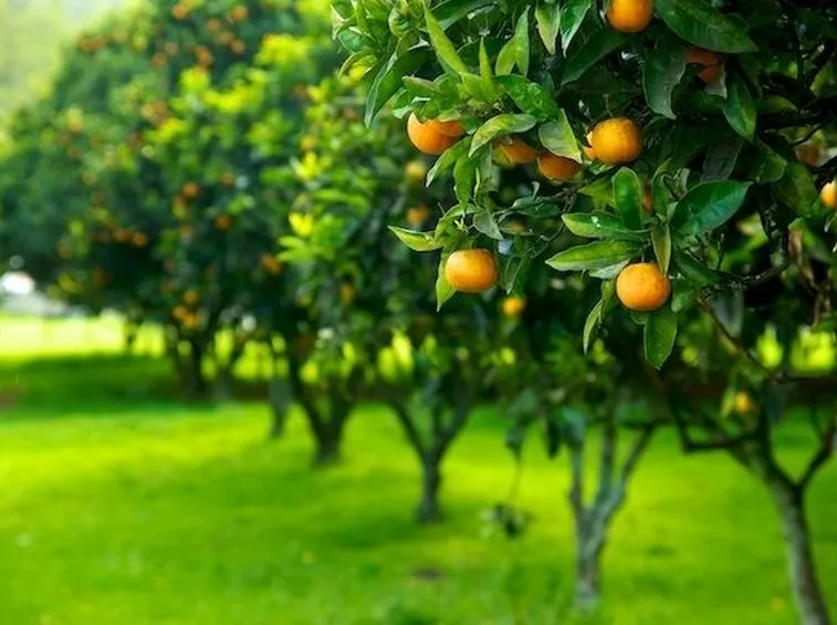 coltivazione biologica di agrumi