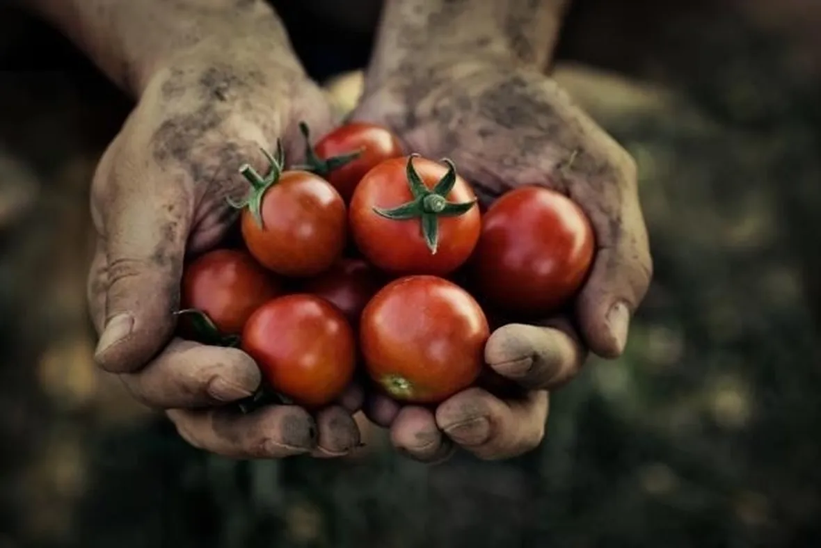 pomodori da agricoltura biologica