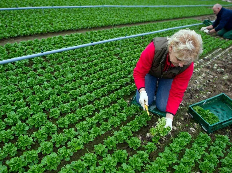 Donna che raccoglie insalata biologica in Germania
