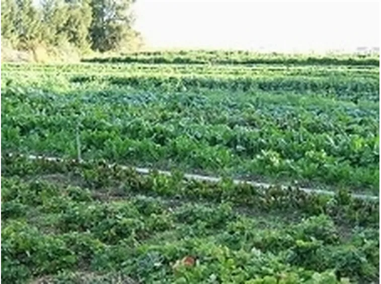 agricoltura biologica2