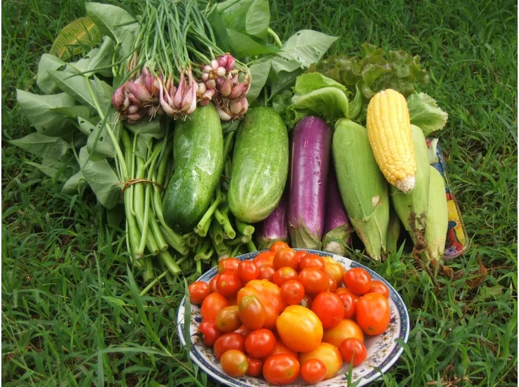 Prodotti da orto biologico