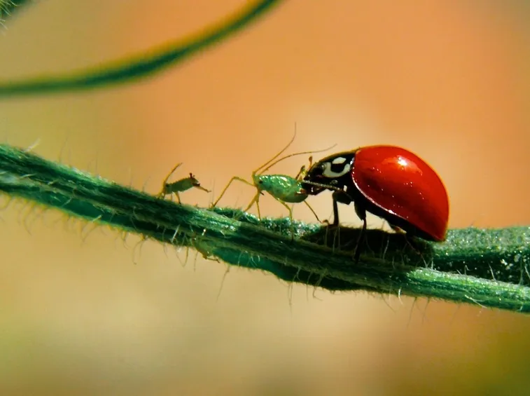 Coccinella amica dell'orto biologico