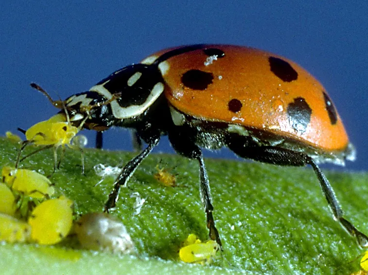 Coccinella amica delle coltivazioni di orto biologico