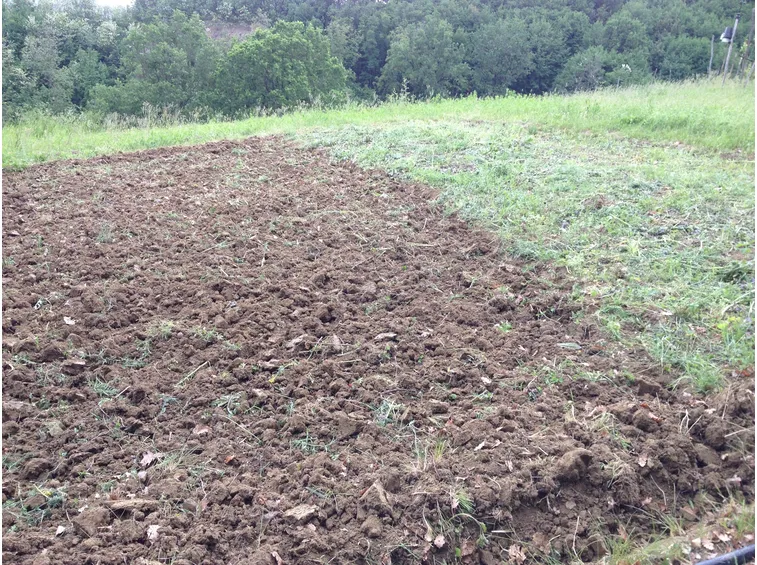 Terreno sottoposto a sovescio