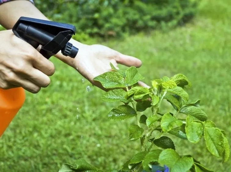Anche gli insetticidi biologici devono essere spruzzati con prudenza