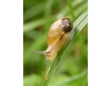 lotta biologica