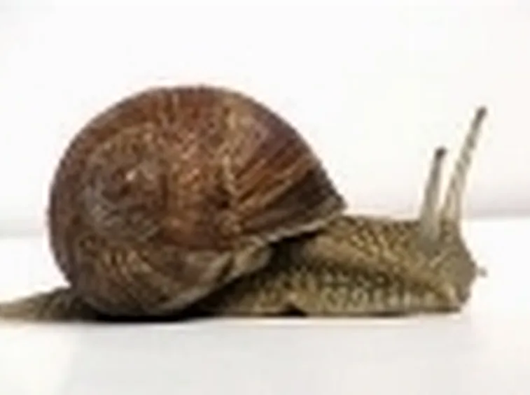 lotta biologica2