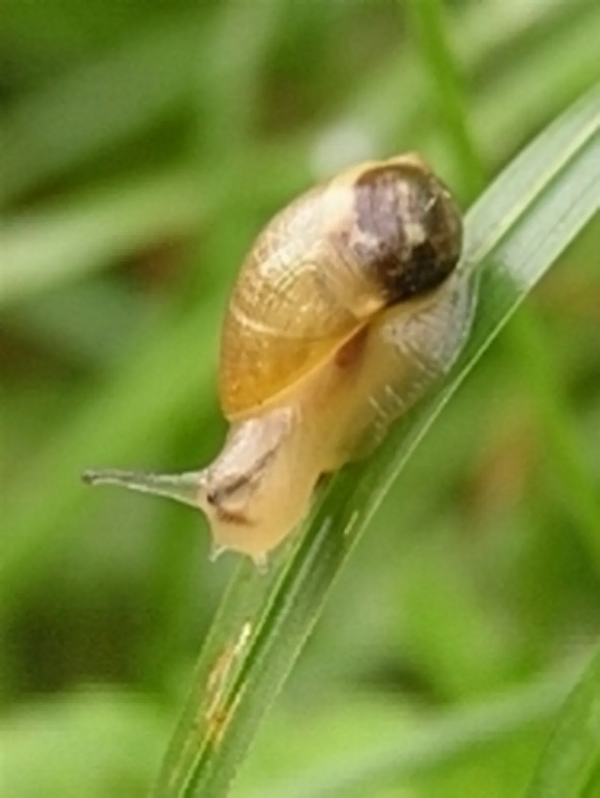 lotta biologica