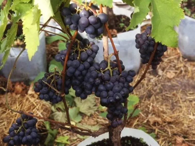Persino l'uva può essere coltivata in vaso