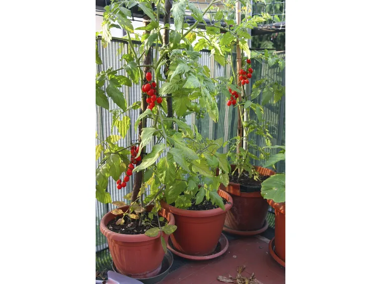 Orto da balcone in vasi