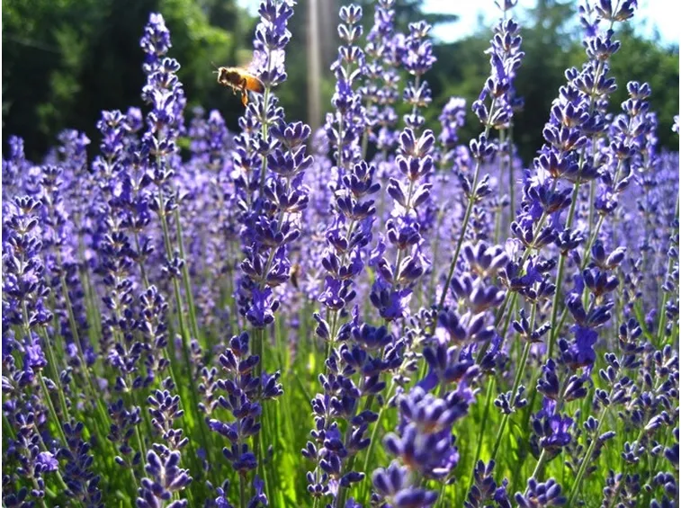 lavanda
