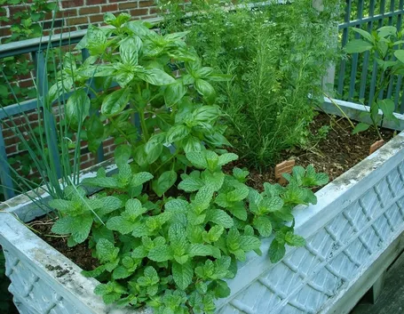 Menta e basilico insieme: non una buona idea