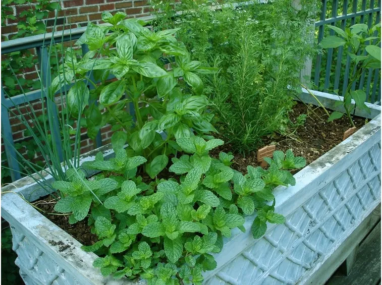 Menta e basilico insieme: non una buona idea