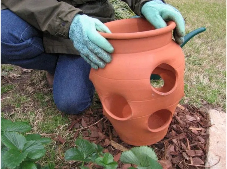 Vaso per fragole