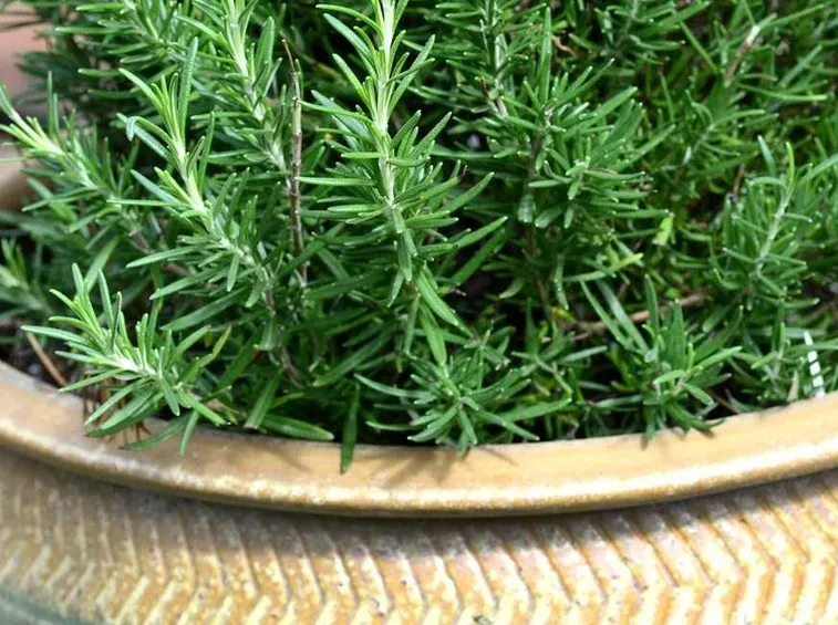 Piante di rosmarino in vaso