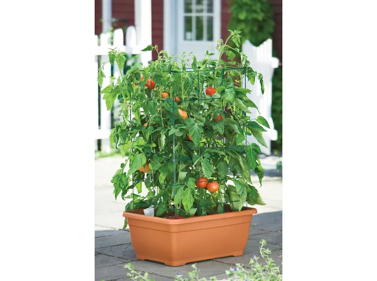 Piante di pomodoro
