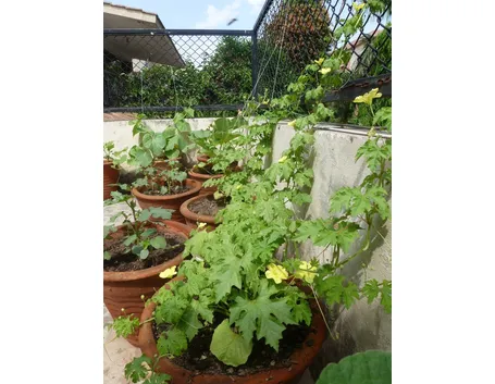 Orto su un balcone