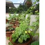 Orto su un balcone