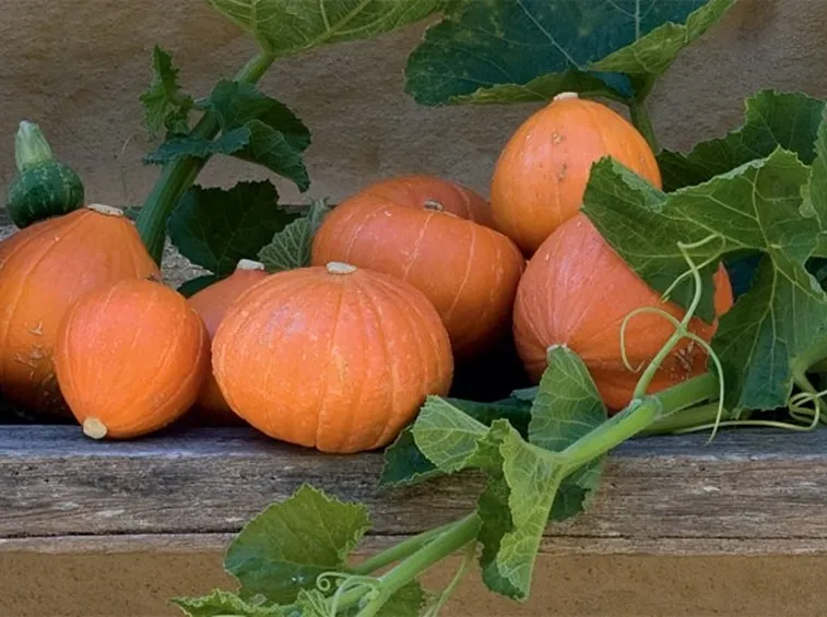 Piccole zucche coltivate sui balconi