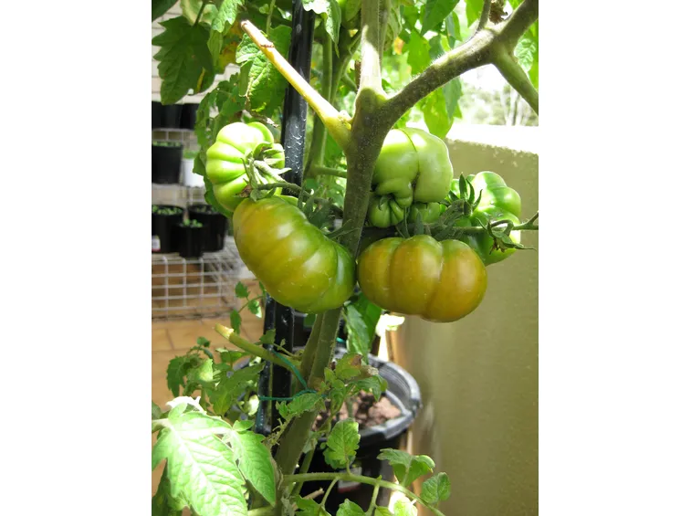 Pomodori sul balcone