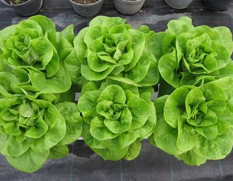 Insalatina coltivata su balcone