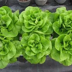 Insalatina coltivata su balcone