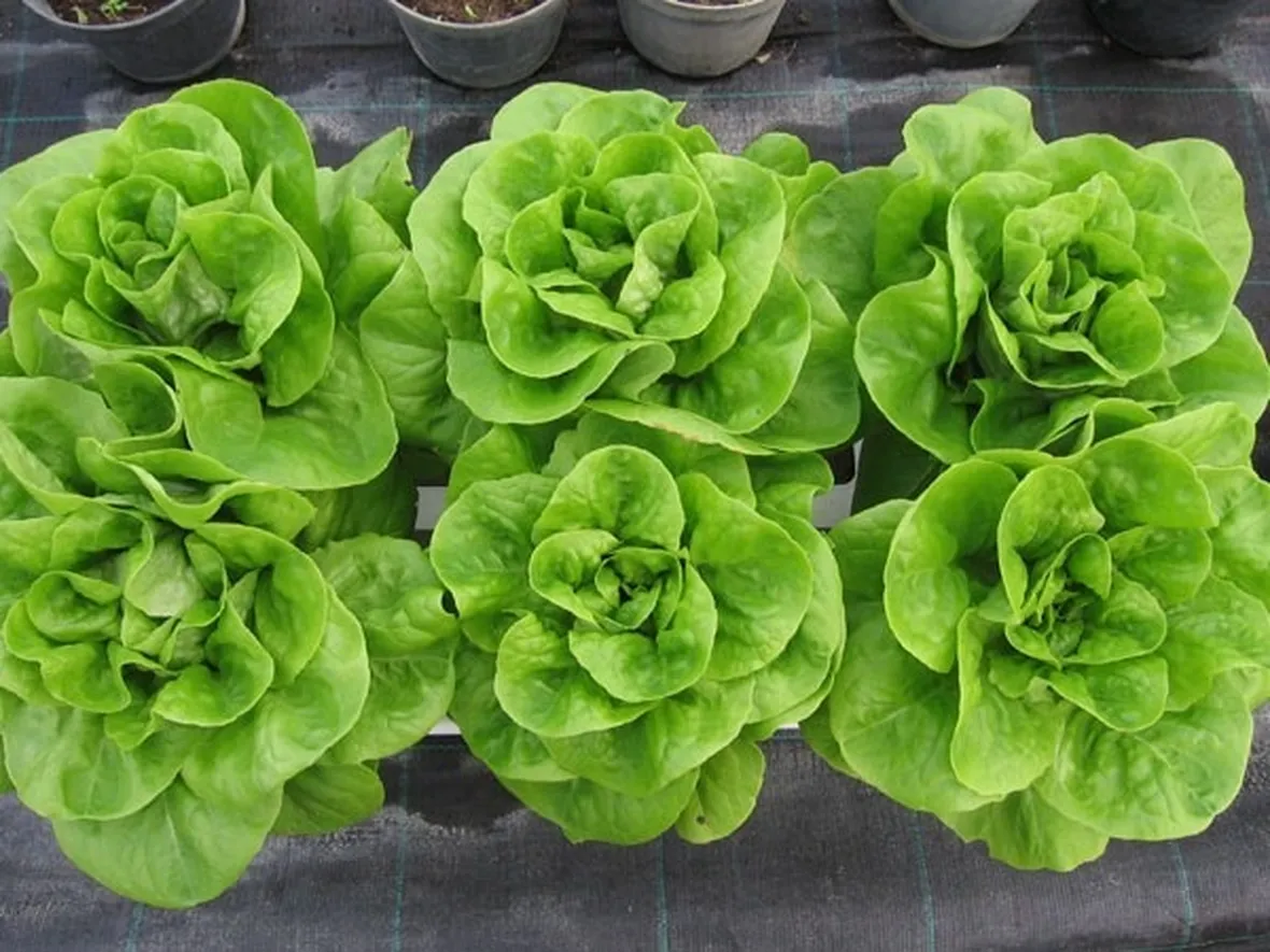Insalatina coltivata su balcone
