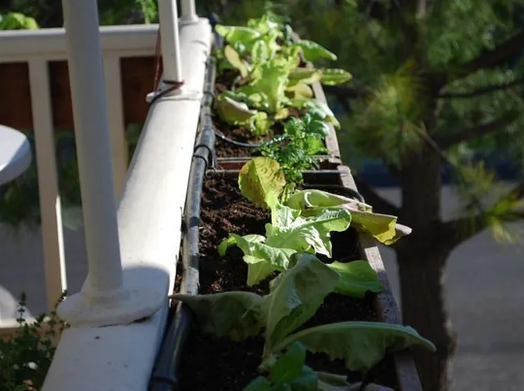 Verdure pronte per essere gustate