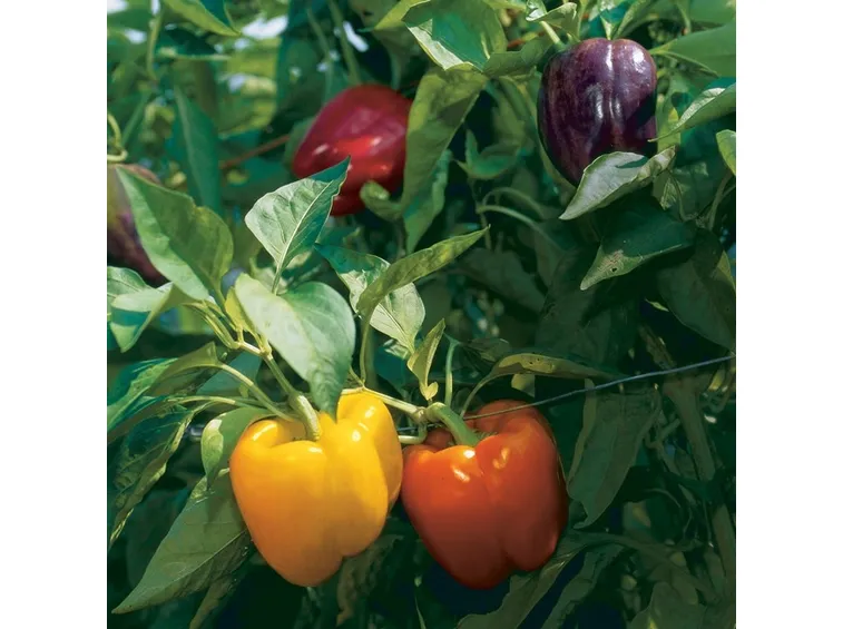 pianta peperoni e colori