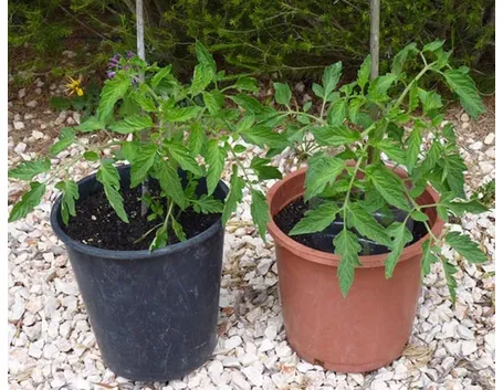 Piante di pomodoro