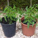 Piante di pomodoro