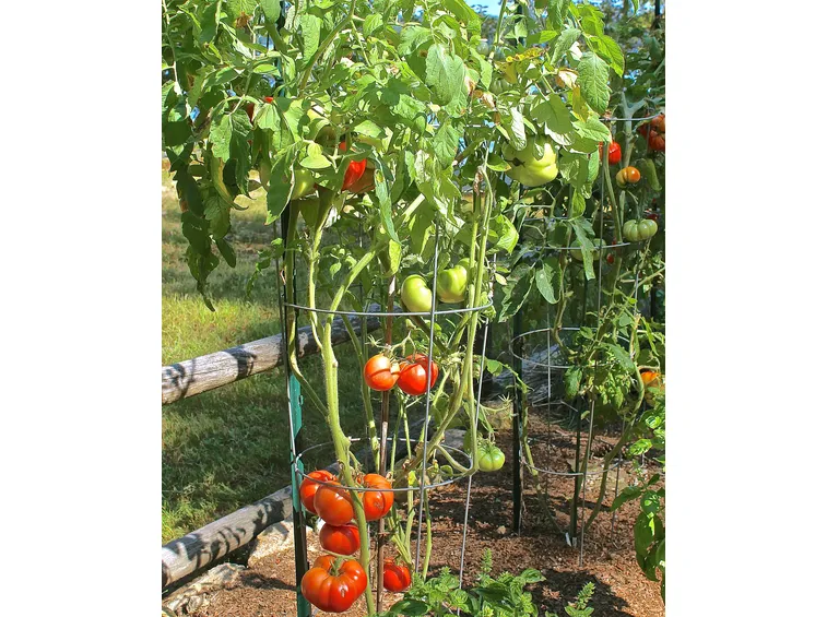 Piante di pomodoro con sostegno