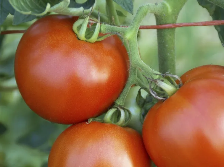 Pomodori maturi