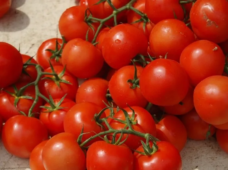 Un bel raccolto di pomodori