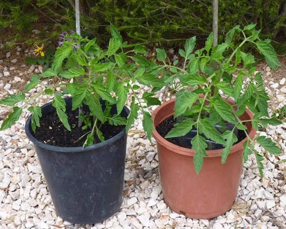 Piante di pomodoro