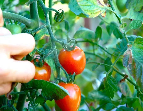 pomodori